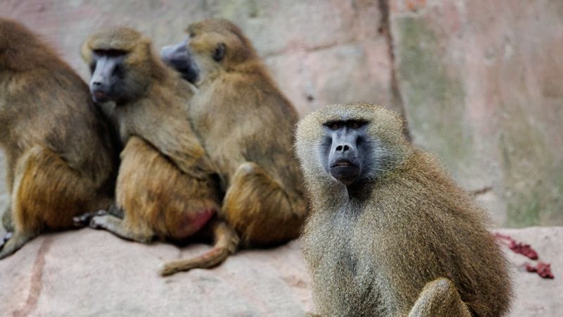 Paviane sitzen in ihrem Gehege im Tiergarten Nürnberg (Archivbild): Das Gehege ist überbelegt.