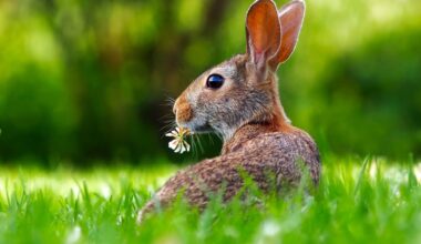 Hasenpest in Hessen: Vorsicht beim Kontakt mit Feldhasen