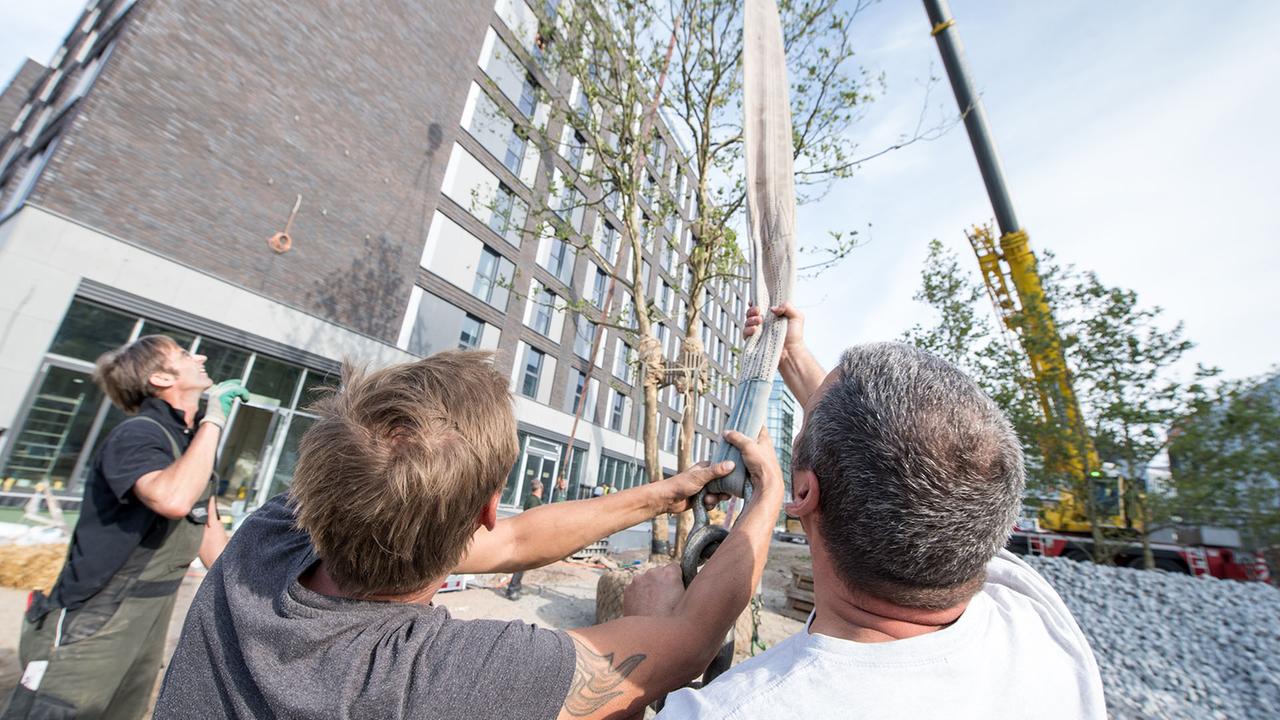 Berlin: Gegen die Hitze in der Stadt: Aktivisten fordern eine Million Bäume für Berlin