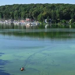 Archivbild: Ein Paddelboot durchquert den Teppich aus Blaualgen in dem von der Havel gespeisten Stößensee. (Quelle: dpa/Stache)