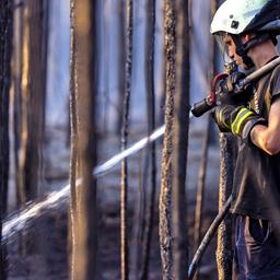 Ein Feuerwehrmann löscht am 01.07.2025 in einem Waldstück bei Babben im Elbe-Elster-Kreis ein Glutnest. (Quelle: Picture Alliance/Frank Hammerschmidt)
