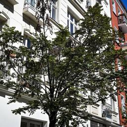 Ein durch Trockenheit und Klimaeinwirkungen geschädigter Baum in einer Straße in Friedrichshain. Bild: Jens Kalaene/dpa