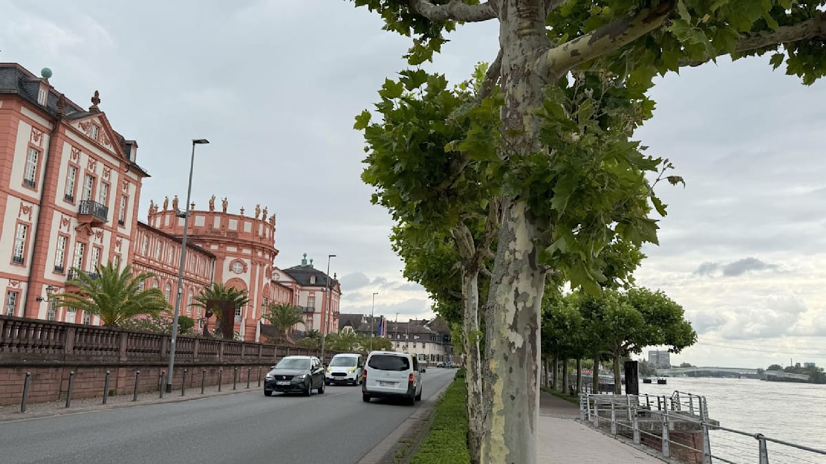 Wiesbaden testet autofreies Rheinufer - WELT