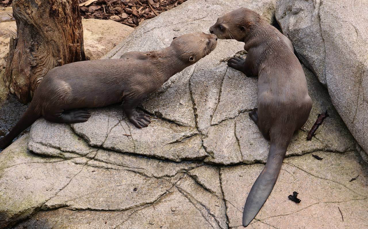 Die beiden Riesenotter sind auf dem Foto zu sehen.