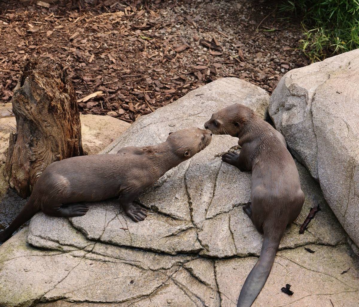 Riesenotter haben Namen - Antenne Münster