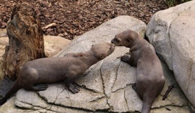 Riesenotter haben Namen - Antenne Münster