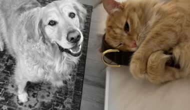 Was Katze seit Tod ihres besten Freundes tut, rührt alle zu Tränen