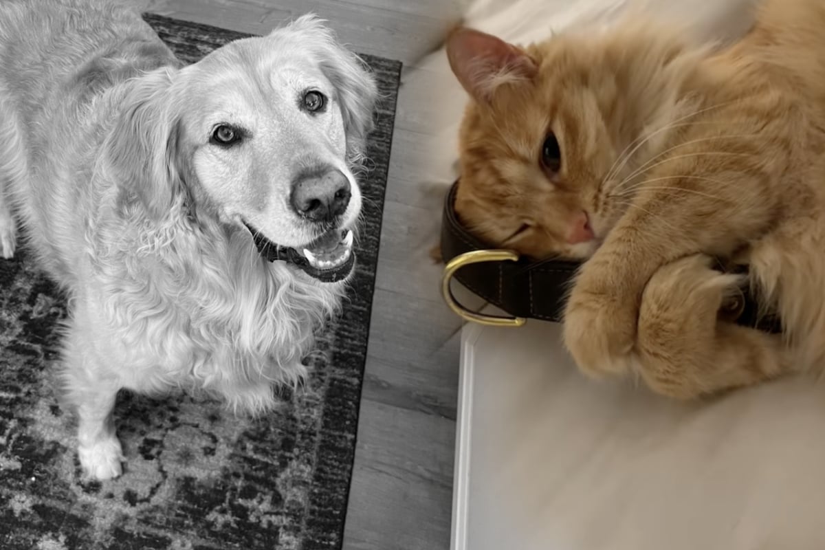 Was Katze seit Tod ihres besten Freundes tut, rührt alle zu Tränen