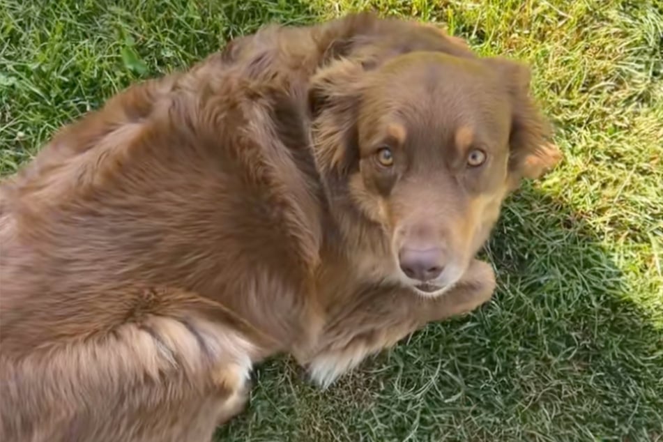 So sah Australian Shepherd Bear vor der Abreise seines Frauchens Sarah (28) aus.