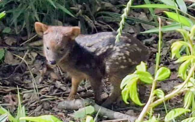 Ein Fotos geborenen südlichen Pudu im Zoo Dortmund
