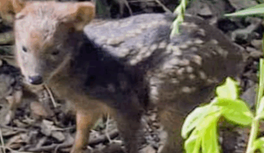 Der Zoo Dortmund hat Nachwuchs - einen Südlichen Pudu. Das ist eine Art kleiner Hirsch, der in der Andenregion von Chil