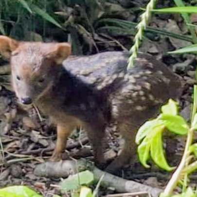 Der Zoo Dortmund hat Nachwuchs - einen Südlichen Pudu. Das ist eine Art kleiner Hirsch, der in der Andenregion von Chil
