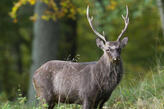 Sikahirsch-Herbstwald