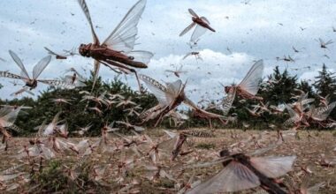 Millionen Heuschrecken suchen Ukraine heim – ist Russland schuld?