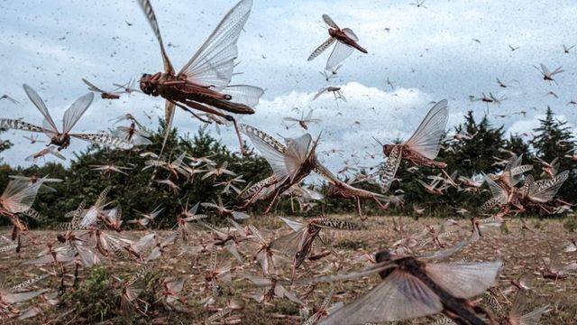 Millionen Heuschrecken suchen Ukraine heim – ist Russland schuld?