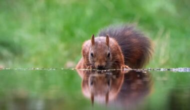 Wie überstehen Wildtiere in der Stadt die Hitze?