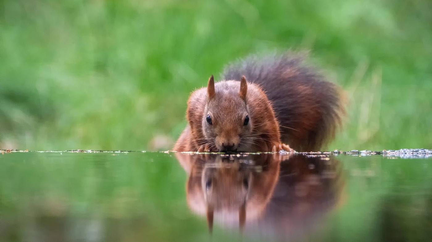 Wie überstehen Wildtiere in der Stadt die Hitze?