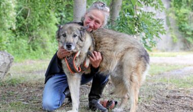 Warum eine Augsburgerin Hunde aus dem Ausland rettet