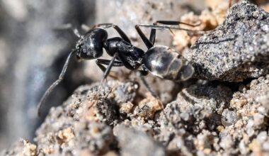 Invasive Ameisenart Tapinoma magnum - weitere Sichtung in Sachsen gemeldet