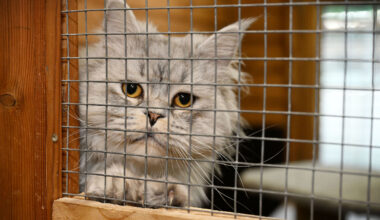 Tierheim Bochum vermittelt Kater - bald erhalten sie diese Nachricht