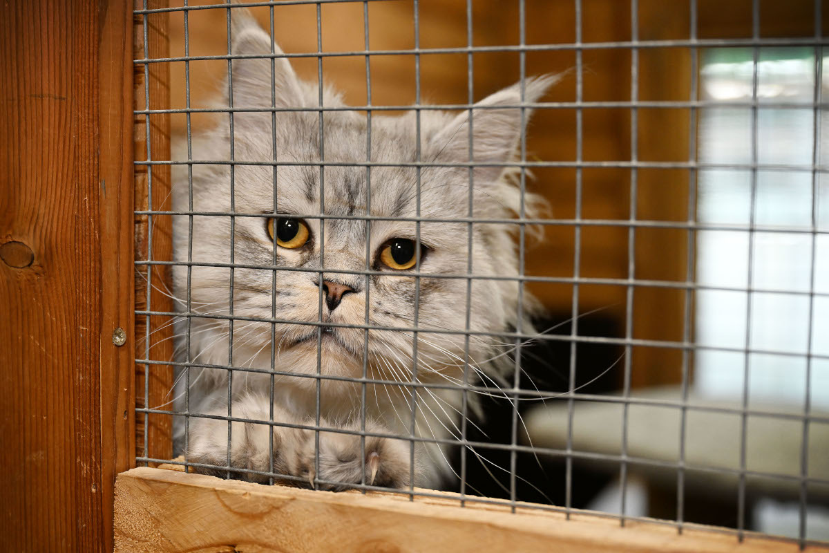 Tierheim Bochum vermittelt Kater - bald erhalten sie diese Nachricht