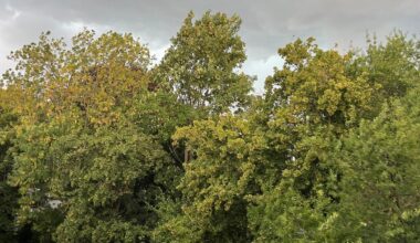 Gewitter lässt Äste brechen und Bäume umstürzen