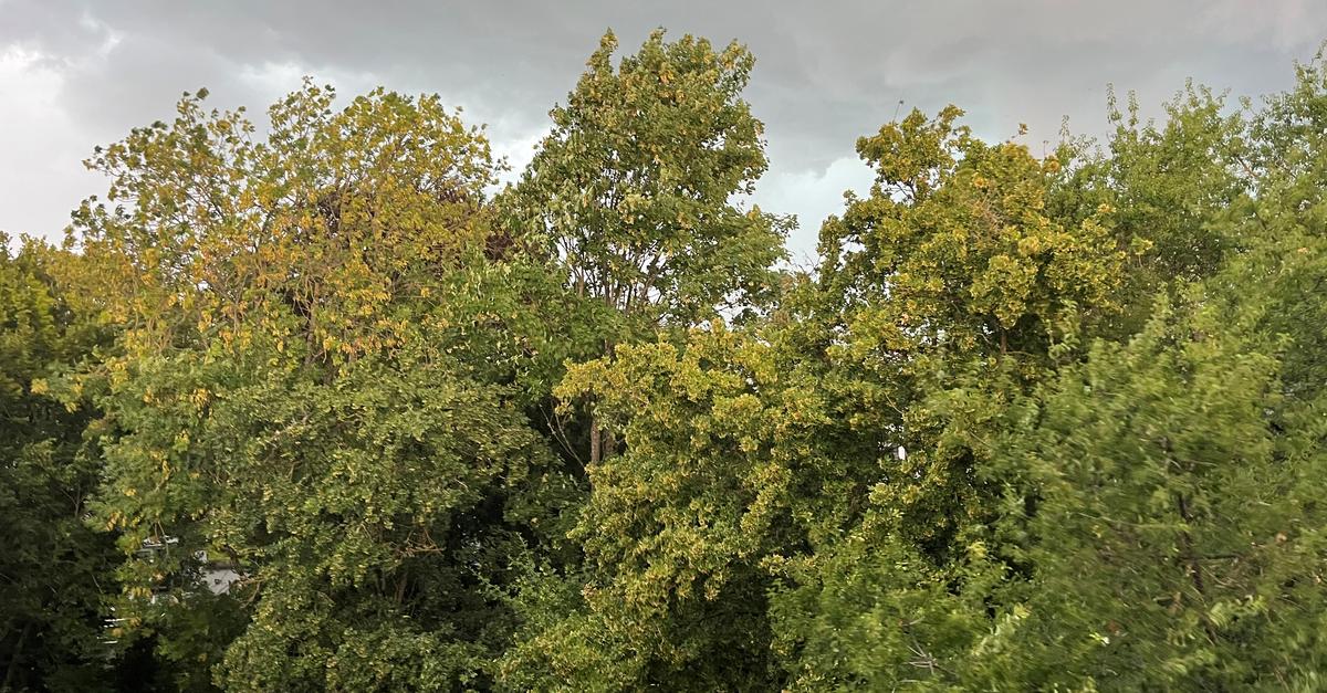 Gewitter lässt Äste brechen und Bäume umstürzen