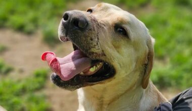 Hund festgebunden und Schnauze zugeklebt – so geht es ihm heute
