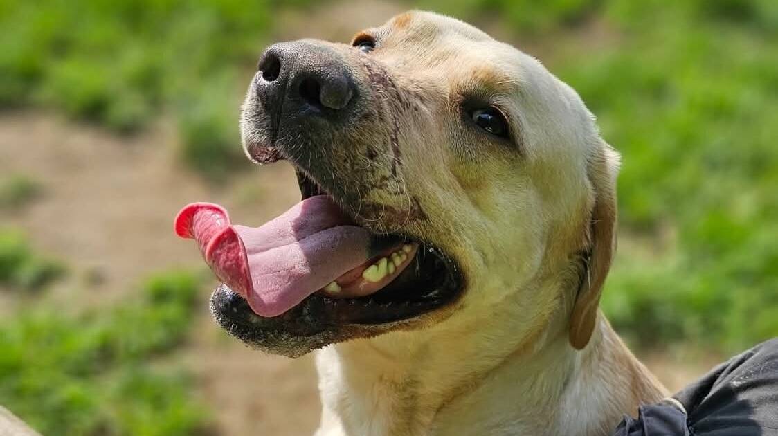 Hund festgebunden und Schnauze zugeklebt – so geht es ihm heute
