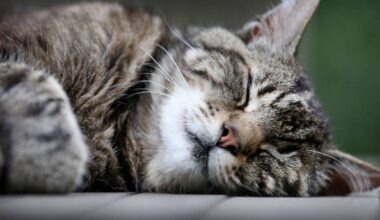 Ruhr-Uni Bochum: Katzenvideos für Forschungsprojekt gesucht