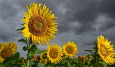 Wetter in Bonn: Wolken und Regen