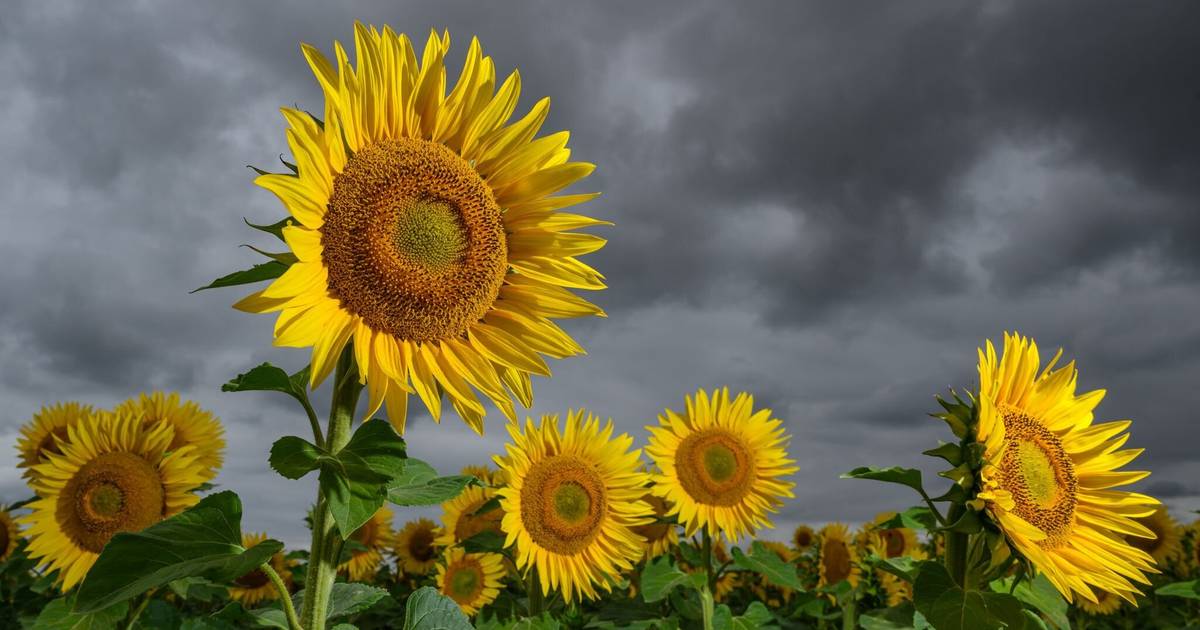 Wetter in Bonn: Wolken und Regen