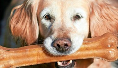 Hohe Hundesteuer aber weniger Auslaufzonen?