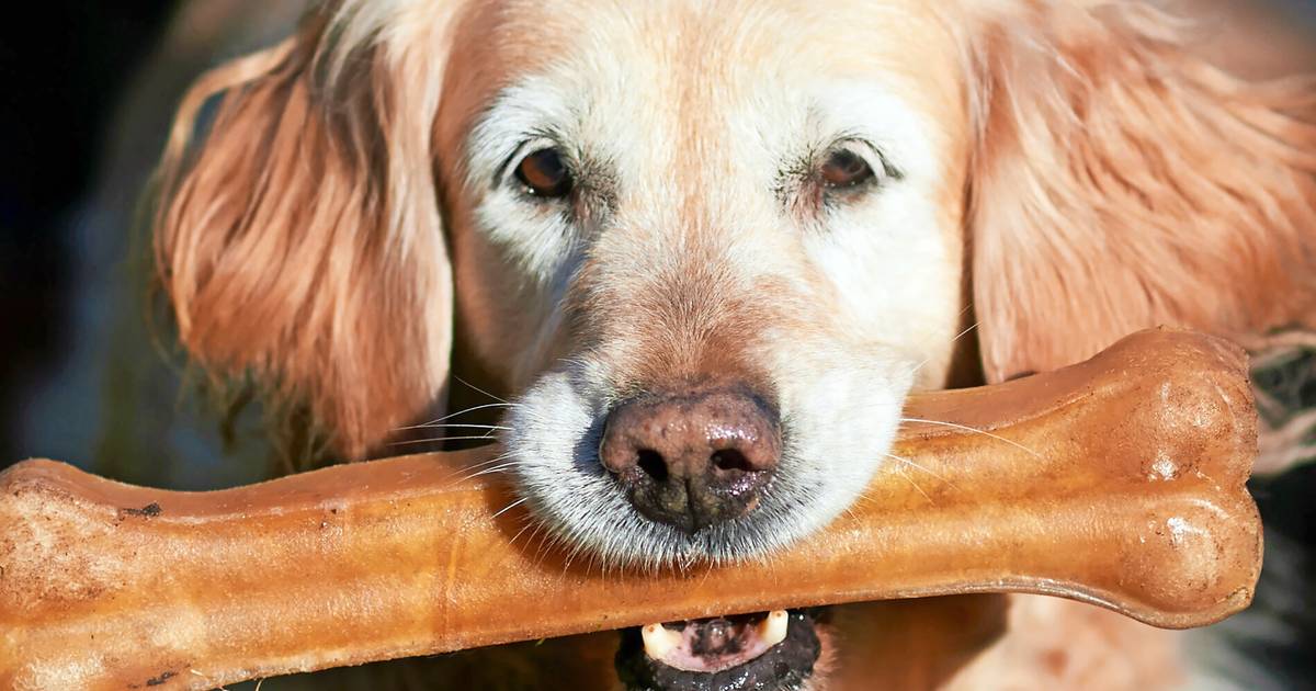 Hohe Hundesteuer aber weniger Auslaufzonen?