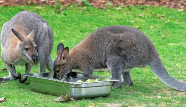 Mysteriöse Todesfälle von Kängurus schocken Solinger Tierpark Fauna