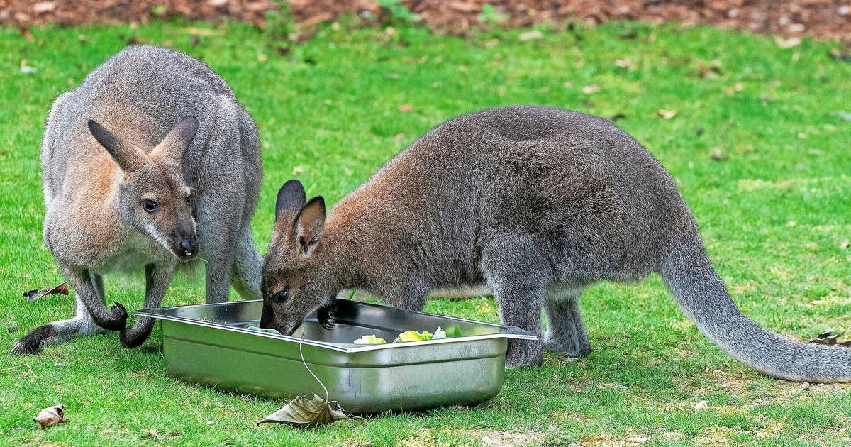 Mysteriöse Todesfälle von Kängurus schocken Solinger Tierpark Fauna