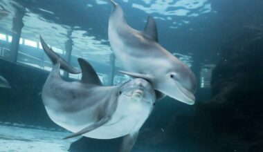 Delfinarium feiert 60-jähriges Bestehen mit Aktionstag
