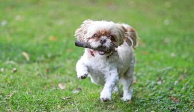 Das hat Wuppertal für Hunde zu bieten