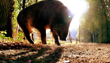 Städte warnen vor der Afrikanischen Schweinepest