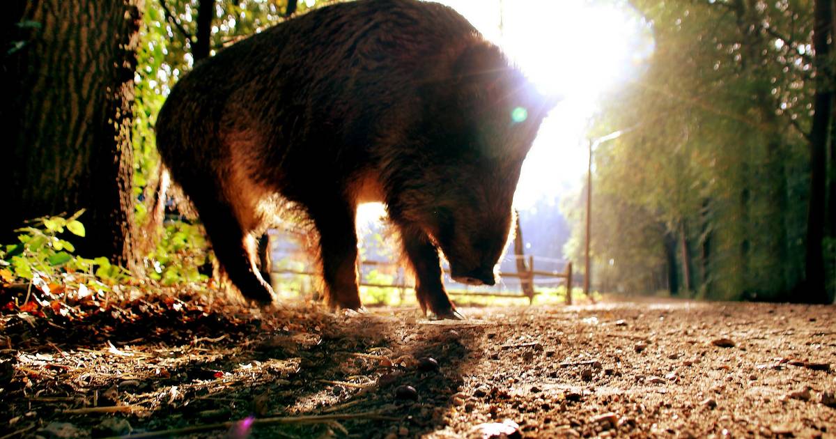 Städte warnen vor der Afrikanischen Schweinepest