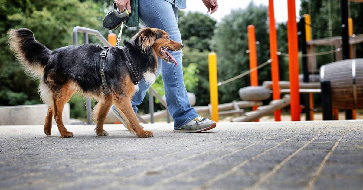 Ärger mit Hundebesitzern im Haaner Bachtal