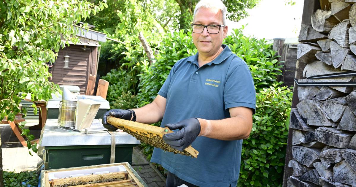 Asiatische Hornisse wird zum Problem für Imker