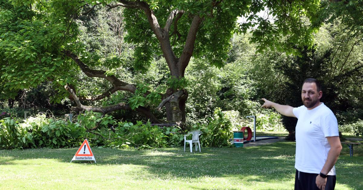 Mönchengladbach: Baumfällung auf Minigolfanlage Volksgarten