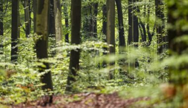Wo im Wald mythische Orte sind