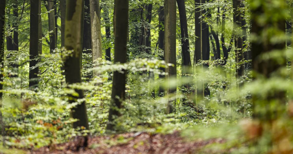 Wo im Wald mythische Orte sind