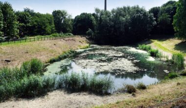 RBW zum radikalen Schnitt Regenrückhaltebecken