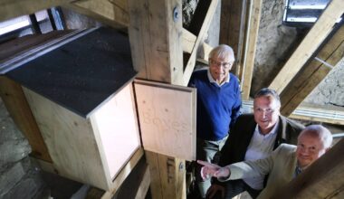 Kirchturm soll Wanderfalken zum Brüten dienen