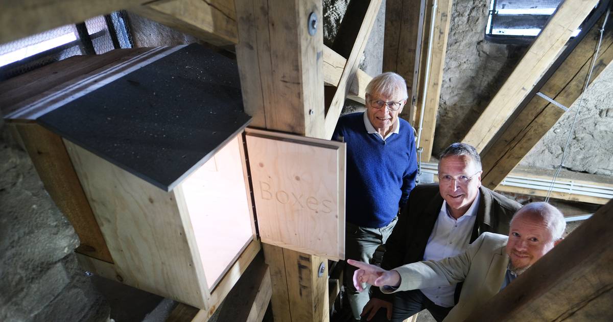 Kirchturm soll Wanderfalken zum Brüten dienen