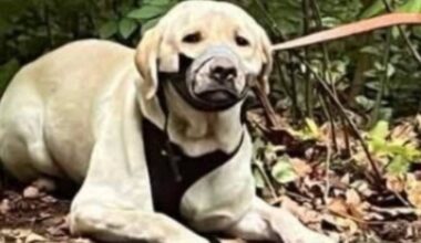 Düsseldorf: Hund angebunden und Maul mit Panzertape zugeklebt