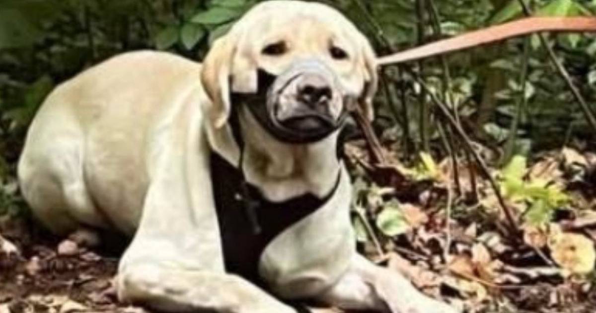 Düsseldorf: Hund angebunden und Maul mit Panzertape zugeklebt